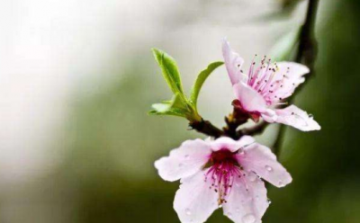 周素丽天机八字命理：桃花带杀，酒色亡身