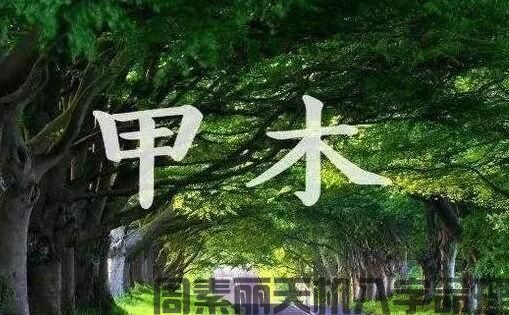 甲木生于辰月通根旺吗？(图1)